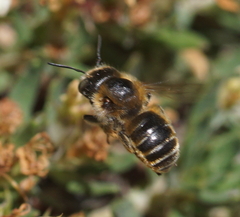 Osmia