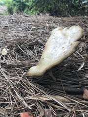 Boletinellus merulioides