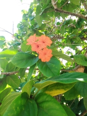 Cordia sebestena