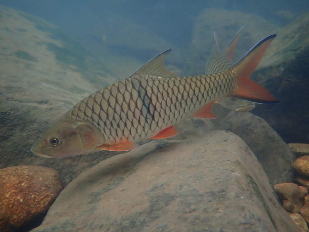 Hampala Barb