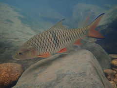 Hampala macrolepidota