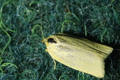 Zelotherses paleana