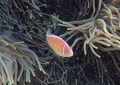 Amphiprion perideraion