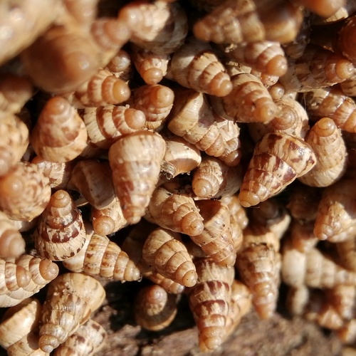 Small Pointed Snail