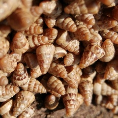 Cochlicella barbara