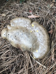 Boletinellus merulioides