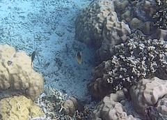Chaetodon lunula