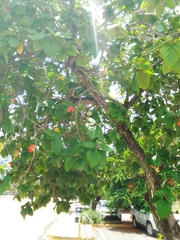 Cordia sebestena