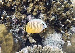 Chaetodon lunulatus