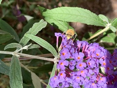 Anthophora californica