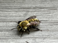 Andrena hirticincta