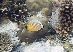 Chaetodon lunulatus