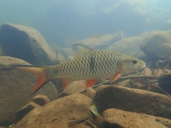 Hampala macrolepidota