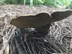 Boletinellus merulioides