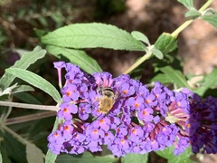 Anthophora californica