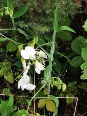 Lathyrus sylvestris