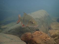 Hampala macrolepidota