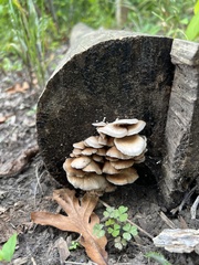 Crepidotus applanatus