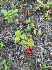 Vaccinium vitis-idaea