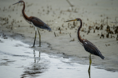 Egretta tricolor