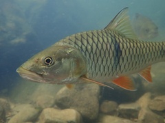 Hampala macrolepidota