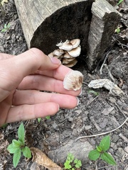 Crepidotus applanatus