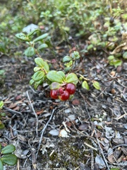 Vaccinium vitis-idaea