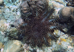 Acanthaster
