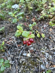 Vaccinium vitis-idaea