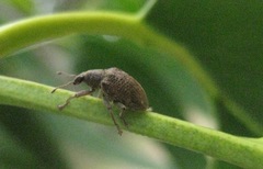 Gonipterus platensis