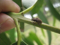 Gonipterus platensis