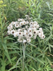 Anaphalis margaritacea