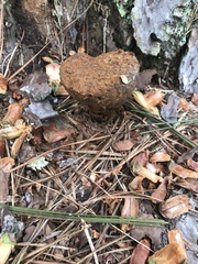 Pisolithus arenarius
