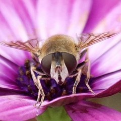 Eristalis nemorum