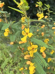 Chamaecrista