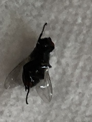 Calliphoridae