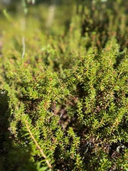Empetrum nigrum