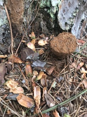 Pisolithus arenarius