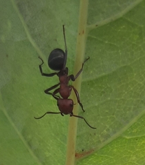 Formica integra