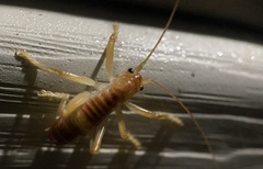 Camptonotus carolinensis