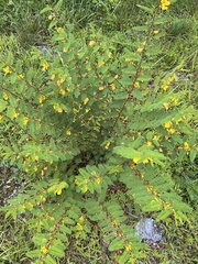 Chamaecrista