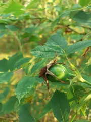 Rosa caesia glauca