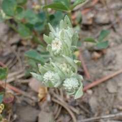 Gnaphalieae