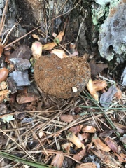 Pisolithus arenarius