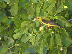 Oriolus oriolus