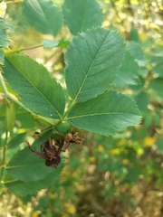 Rosa caesia glauca