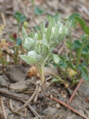Gnaphalieae