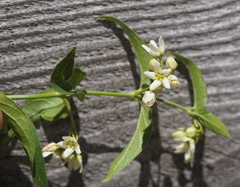 Vincetoxicum hirundinaria