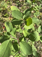Amelanchier alnifolia
