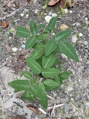 Desmodium